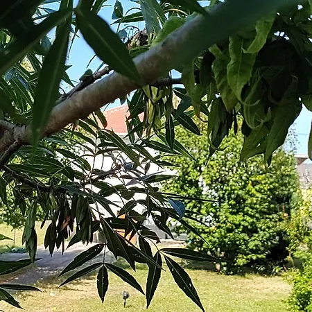 Anna - Austrian In Marchfeld Im Weinviertel *