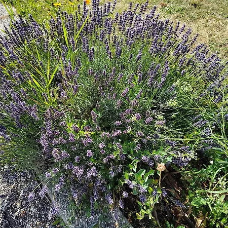 Anna - Austrian In Marchfeld Im Weinviertel *