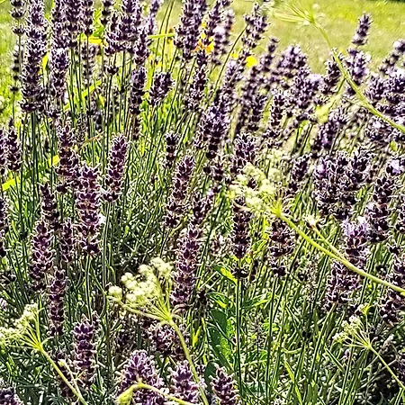 Anna - Austrian In Marchfeld Im Weinviertel Marchegg