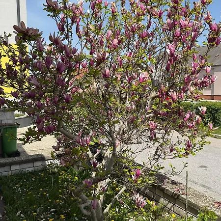 Anna - Austrian In Marchfeld Im Weinviertel Marchegg