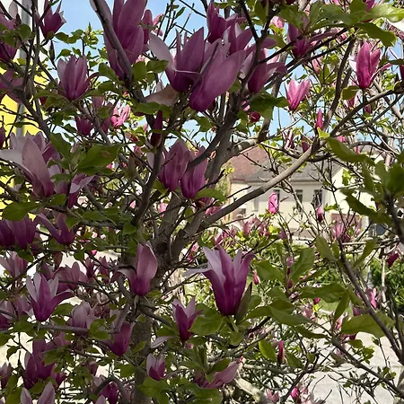 Casa de Férias Anna - Austrian In Marchfeld Im Weinviertel *