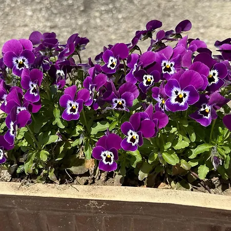 Anna - Austrian In Marchfeld Im Weinviertel *