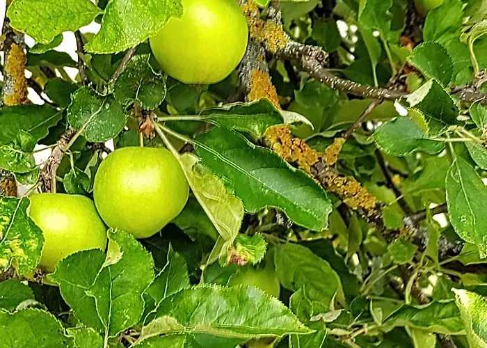 Anna - Austrian In Marchfeld Im Weinviertel *