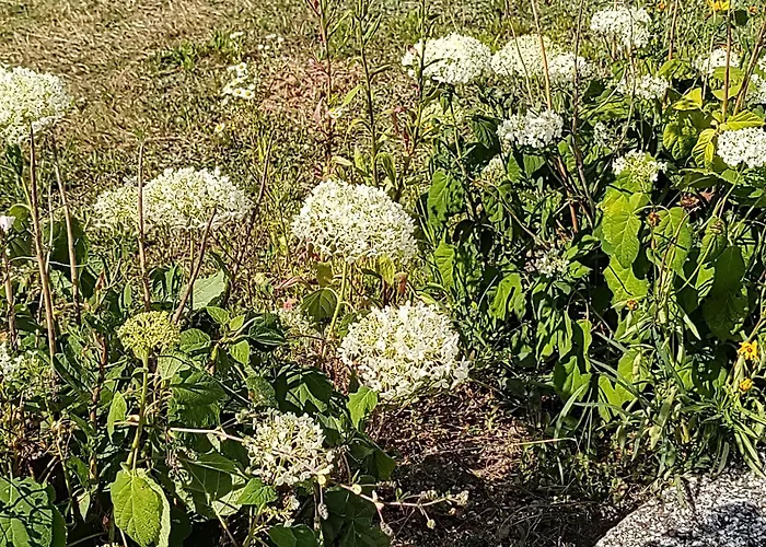 Дом отдыха Anna - Austrian In Marchfeld Im Weinviertel
