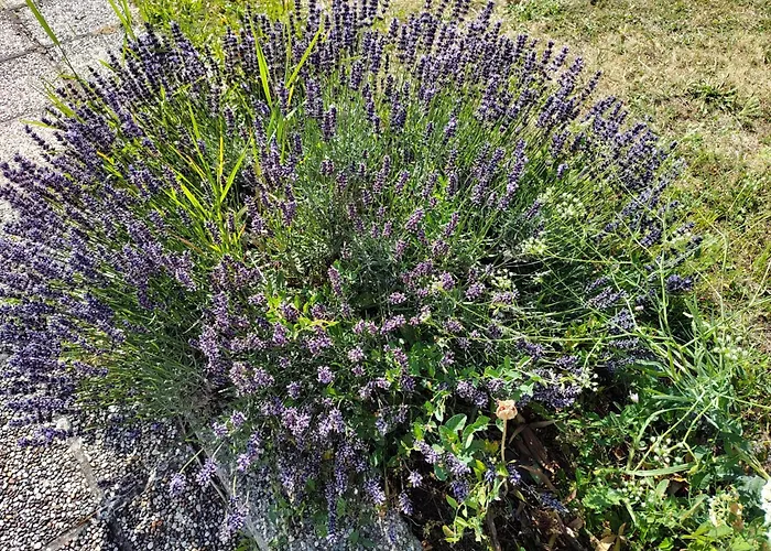 Anna - Austrian In Marchfeld Im Weinviertel *
