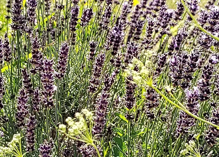 Anna - Austrian In Marchfeld Im Weinviertel Marchegg