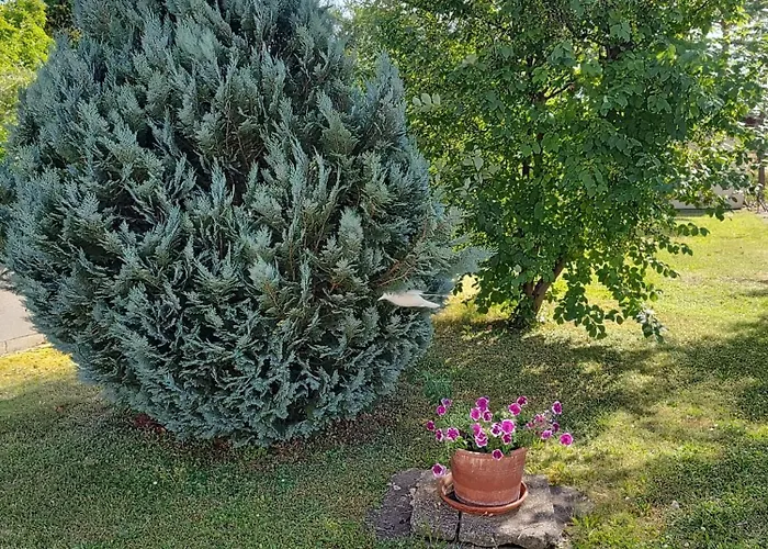 Anna - Austrian In Marchfeld Im Weinviertel * Marchegg