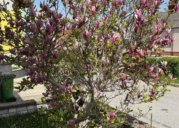 Anna - Austrian In Marchfeld Im Weinviertel Marchegg