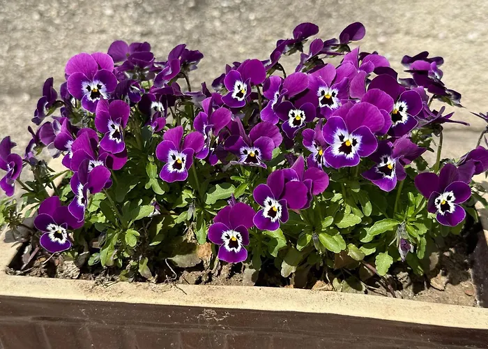 Anna - Austrian In Marchfeld Im Weinviertel *